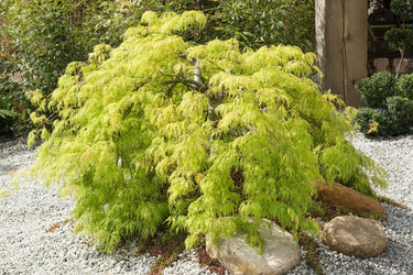 10 WEEPING LACELEAF MAPLE Japanese Acer Palmatum Dissectum Green Yellow Red Tree Seeds